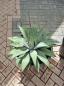 Preview: Winterharte XXL Agave Parryi var Parryi ↑ genau die Agave im Bild ↑  Nr.1