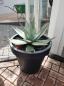 Preview: Winterharte-Agave-Neomexicana-Nr3
