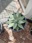 Preview: Winterharte XXL Agave Neomexicana ↑ genau die Agave im Bild ↑  Nr3