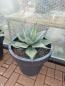 Preview: Agave-havardiana--Nr-5