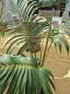 Preview: Zimmerpalme Kentia Howea forsteriana Palme 150 cm.