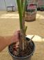 Preview: Zimmerpalme Kentia Howea forsteriana Palme 150 cm.