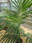 Preview: Zimmerpalme Kentia Howea forsteriana Palme 150 cm - Nr.3