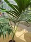 Preview: Zimmerpalme Kentia Howea forsteriana Palme 160 cm - Nr.4