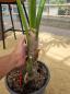 Preview: Zimmerpalme Kentia Howea forsteriana Palme 160 cm - Nr.4