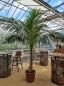 Preview: Zimmerpalme-kentia-howea-Nr6 Preview: Zimmerpalme-kentia-howea-Nr6