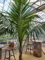 Preview: Zimmerpalme Kentia Howea forsteriana Palme 260 cm. Preview: Zimmerpalme Kentia Howea forsteriana Palme 260 cm.