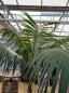 Preview: Zimmerpalme Kentia Howea forsteriana Palme 260 cm. Preview: Zimmerpalme Kentia Howea forsteriana Palme 260 cm.
