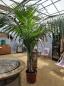 Preview: Zimmerpalme Kentia Howea forsteriana Palme 230 cm.