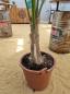 Preview: Zimmerpalme Kentia Howea forsteriana Palme 230 cm.
