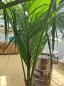 Preview: Zimmerpalme Kentia Howea forsteriana Palme 230 cm.