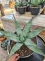 Preview: Winterharte Agave havardiana 'Big Bend Giant' ↑ genau diesen ↑ Nr.11 Preview: Winterharte Agave havardiana 'Big Bend Giant' ↑ genau diesen ↑ Nr.11