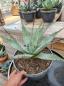 Preview: Agave-havardiana Big-Bend-Giant-Nr-11 Preview: Agave-havardiana Big-Bend-Giant-Nr-11