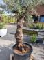 Preview: Olivenbaum 220cm -  (70/80 Jährig) genau diesen Olivenbaum kaufen Nr.78