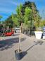 Preview: Pinus-Pinea-Nr-8