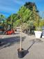 Preview: Pinus-Pinea-Nr-9