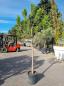 Preview: Pinus-Pinea-Nr-11