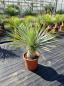 Preview: Yucca-Rostrata-R2