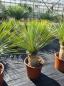 Preview: Yucca-Rostrata-R8