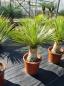 Preview: Yucca-Rostrata-R10