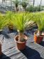 Preview: Yucca-Rostrata-R14