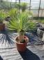 Preview: Yucca-Rostrata-R18