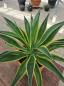 Preview: Agave Desmettiana variegata ↑ genau diesen ↑ Nr.1