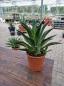 Preview: Agave Desmettiana variegata ↑ genau diesen ↑ Nr.2 Preview: Agave Desmettiana variegata ↑ genau diesen ↑ Nr.2