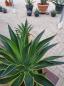 Preview: Agave-Desmettiana-Nr-2 Preview: Agave-Desmettiana-Nr-2