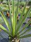 Preview: Winterharte Yucca Faxoniana 150 cm - Spanisches Bajonett - Nr.3 Preview: Winterharte Yucca Faxoniana 150 cm - Spanisches Bajonett - Nr.3