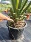 Preview: Winterharte Yucca Faxoniana 150 cm - Spanisches Bajonett - Nr.3 Preview: Winterharte Yucca Faxoniana 150 cm - Spanisches Bajonett - Nr.3