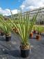 Preview: Yucca-Faxoniana-4 Preview: Yucca-Faxoniana-4