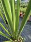 Preview: Winterharte Yucca Faxoniana 175 cm - Spanisches Bajonett - Nr.4
