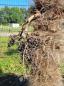 Preview: Trachycarpus Wagnerianus Hanfpalme 230cm ↑ genau diesen im Bild ↑  Nr.238