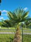 Preview: Trachycarpus Wagnerianus Hanfpalme 230cm ↑ genau diesen im Bild ↑  Nr.238