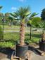 Preview: Hanfpalme-Trachycarpus-Wagnerianus-239