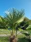 Preview: Winterharte Hanfpalme Trachycarpus 210cm ↑ genau diesen im Bild ↑ Wagnerianus Nr.239