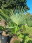 Preview: Winterharte Trachycarpus Wagnerianus Hanfpalme 160 cm ↑ genau diesen im Bild ↑ Nr.240