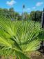 Preview: Winterharte Trachycarpus Wagnerianus Hanfpalme 150 cm ↑ genau diesen im Bild ↑ Nr.241