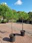 Preview: 2x-Pinus-Pinea-12 Preview: 2x-Pinus-Pinea-12