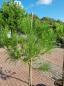 Preview: 2 Stück Pinus pinea je 180 cm Mittelmeer - Schirmpinie. Preview: 2 Stück Pinus pinea je 180 cm Mittelmeer - Schirmpinie.