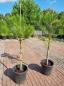 Preview: Pinus Pinea in NRW kaufen - www.plantaplaza.de