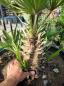 Preview: Chamaerops Vulcano zwergpalme 85 cm Nr.V17