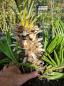 Preview: Chamaerops Vulcano zwergpalme 85 cm Nr.V18