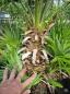 Preview: Chamaerops Vulcano zwergpalme 95 cm Nr.V19