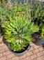 Preview: Chamaerops Vulcano zwergpalme 95 cm Nr.V19