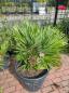 Preview: Chamaerops Vulcano zwergpalme 100 cm Nr.V22