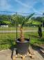Preview: Hanfpalme-Trachycarpus-Wagnerianus-242
