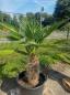 Preview: Winterharte Trachycarpus Wagnerianus Hanfpalme 155 cm ↑ genau diesen im Bild ↑ Nr.243