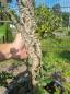 Preview: Korkbaum Quercus suber als Gartenbonsai 210 cm ( genau diese Korkeiche ) Nr. 1